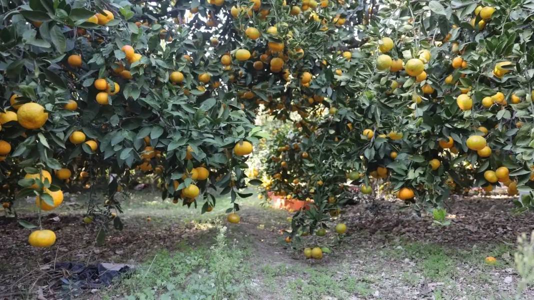 Hatay’da Mandalina Bolluğu: Tarlada Fiyatlar 2 TL’ye Kadar Geriledi 2